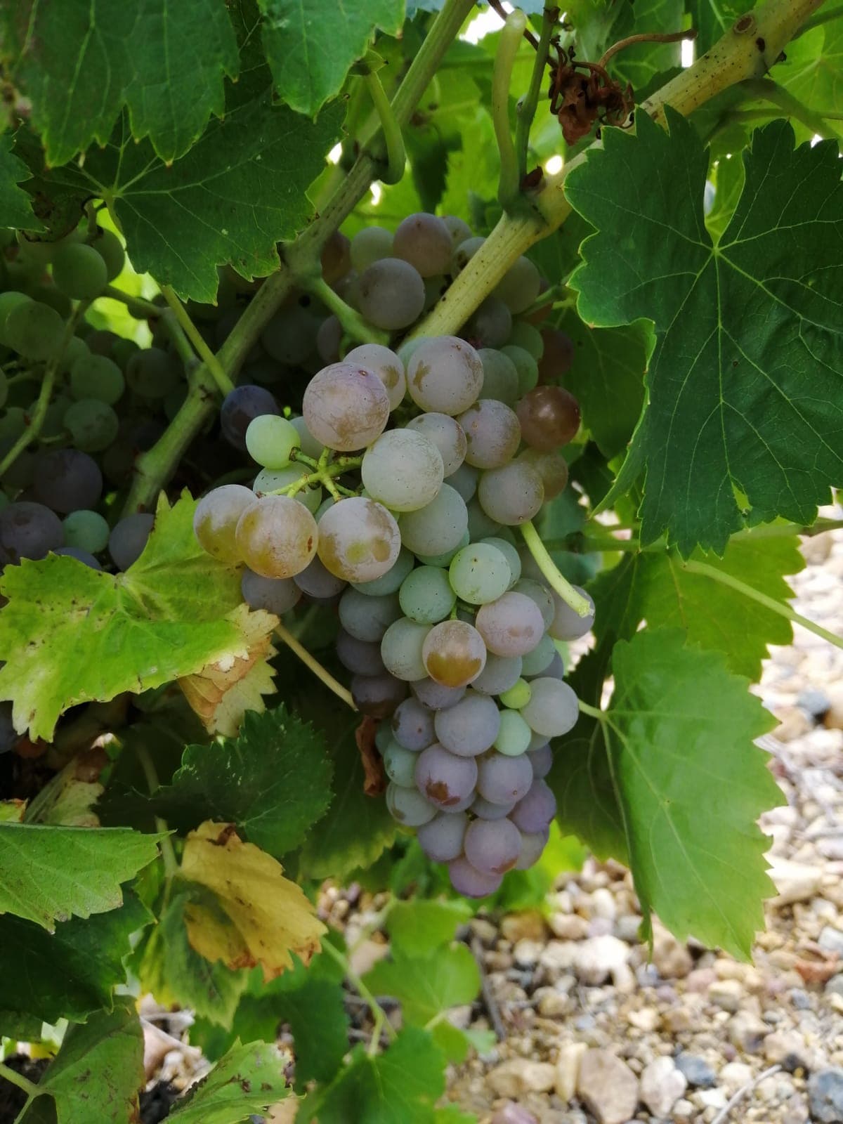 Hand-Selective Mediterranean Dawn Harvest