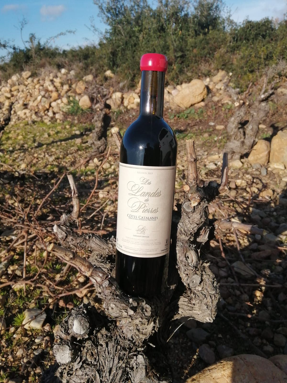 Fragrant Wild Garrigue Herbs