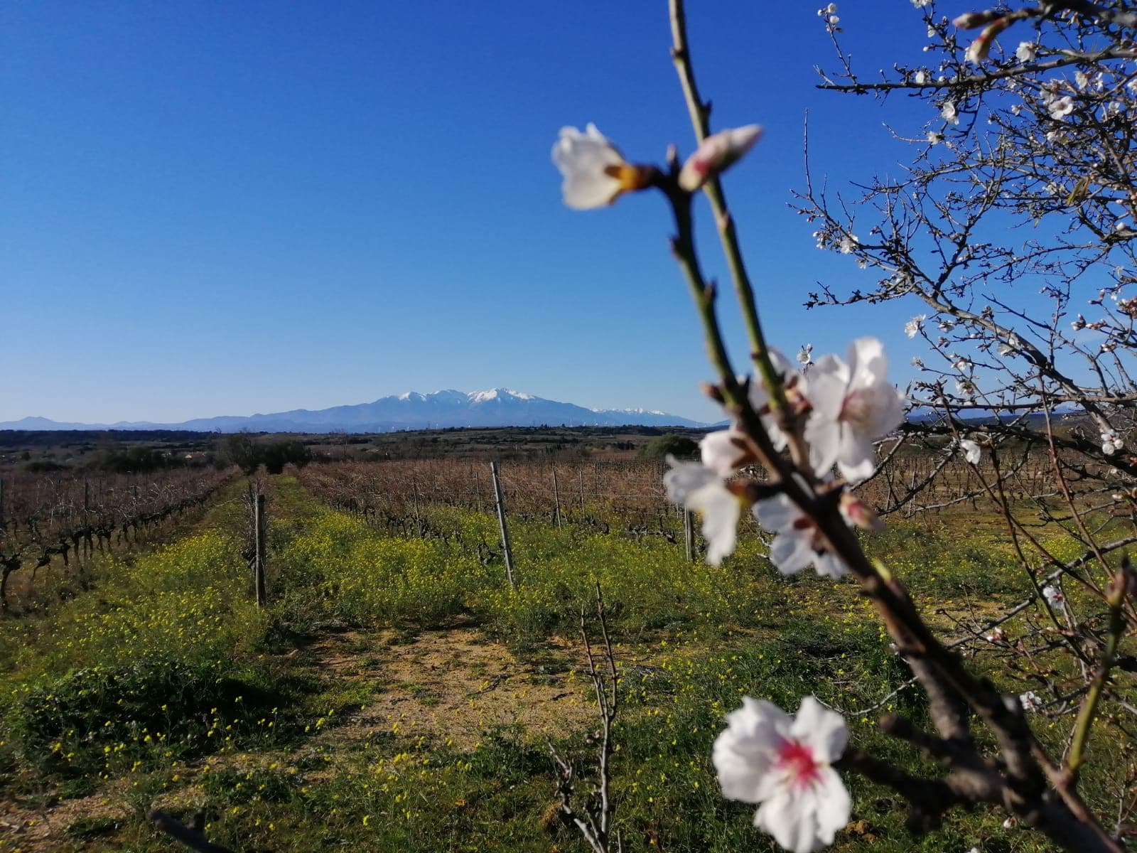 Canigou Mountain Skyline