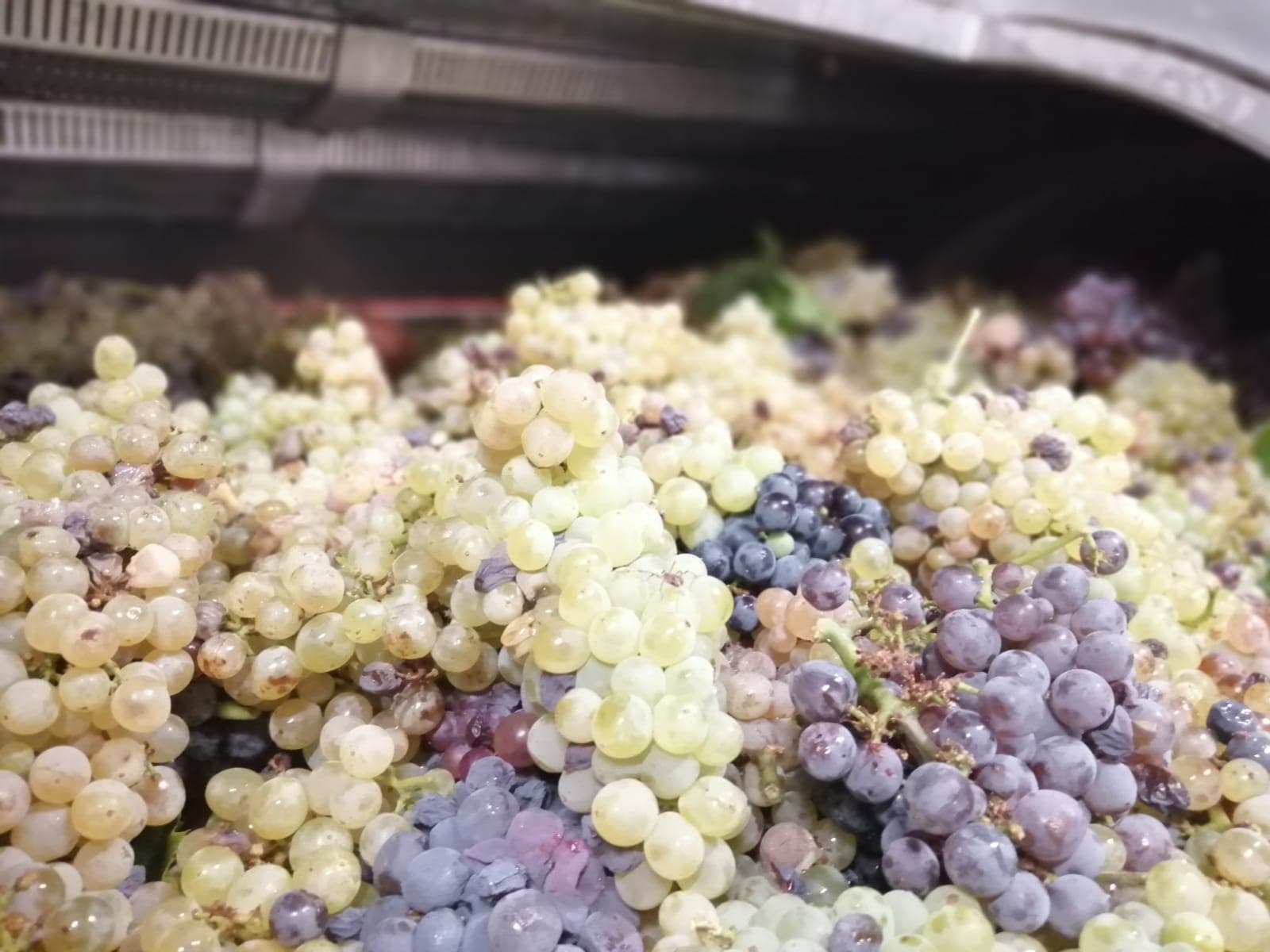 Pebbled Soil Terroir (Galets Roulés)