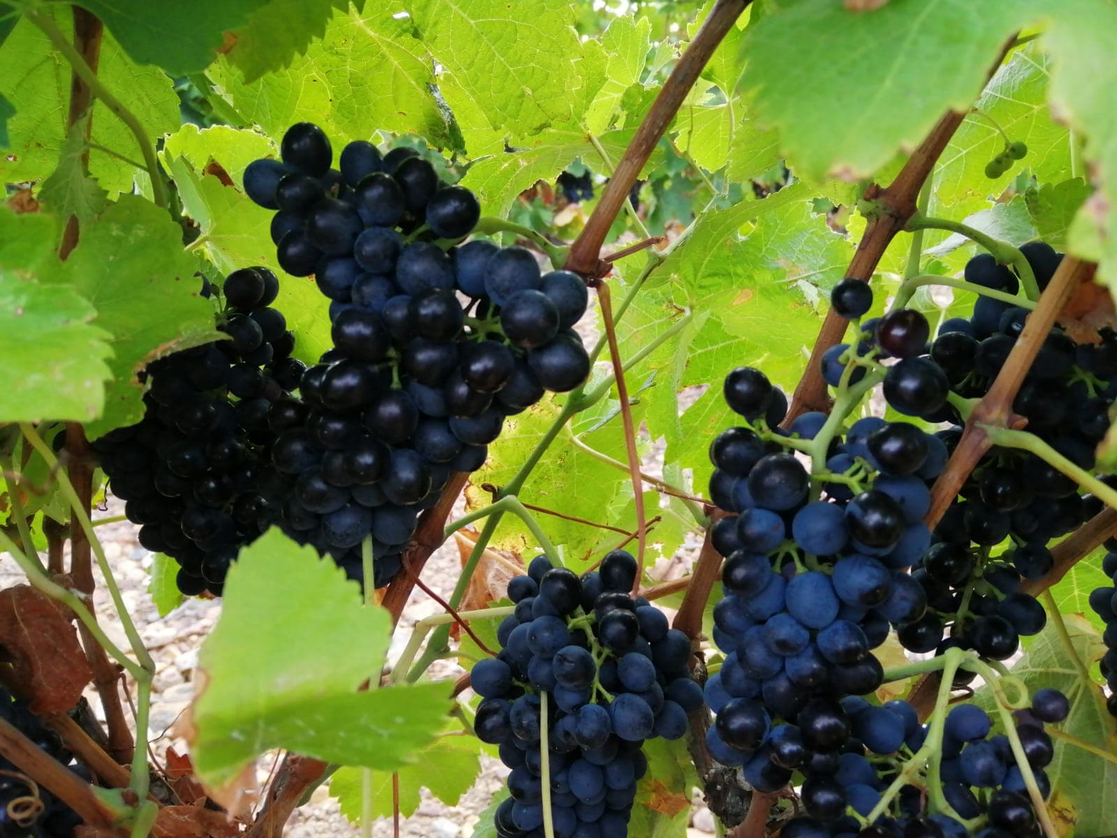 Centenarian Bush Vines & Ancient Schist Terroir
