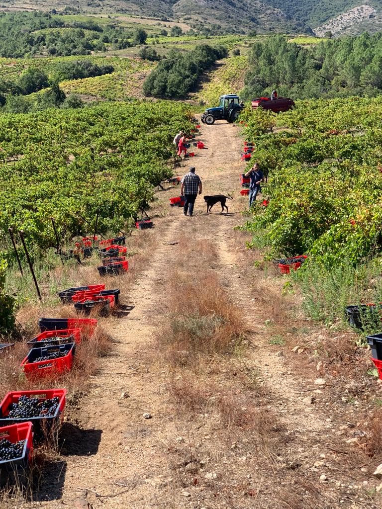 Five Generations of Estate Vignerons & Artisans
