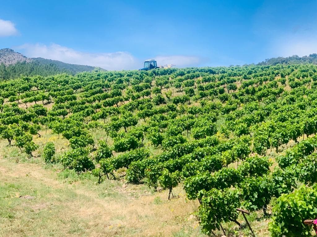 Vineyard Harvesting Team