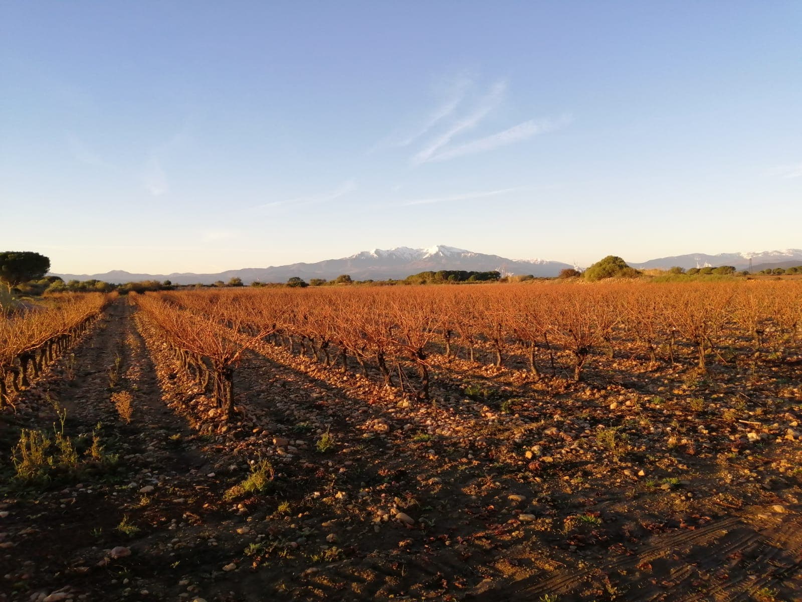 Golden Grenache Blanc Clusters