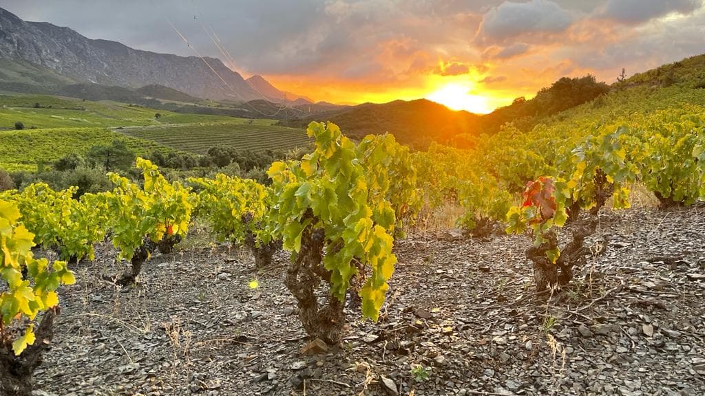 Pyrenean Sunset Horizon & Catalan Chai