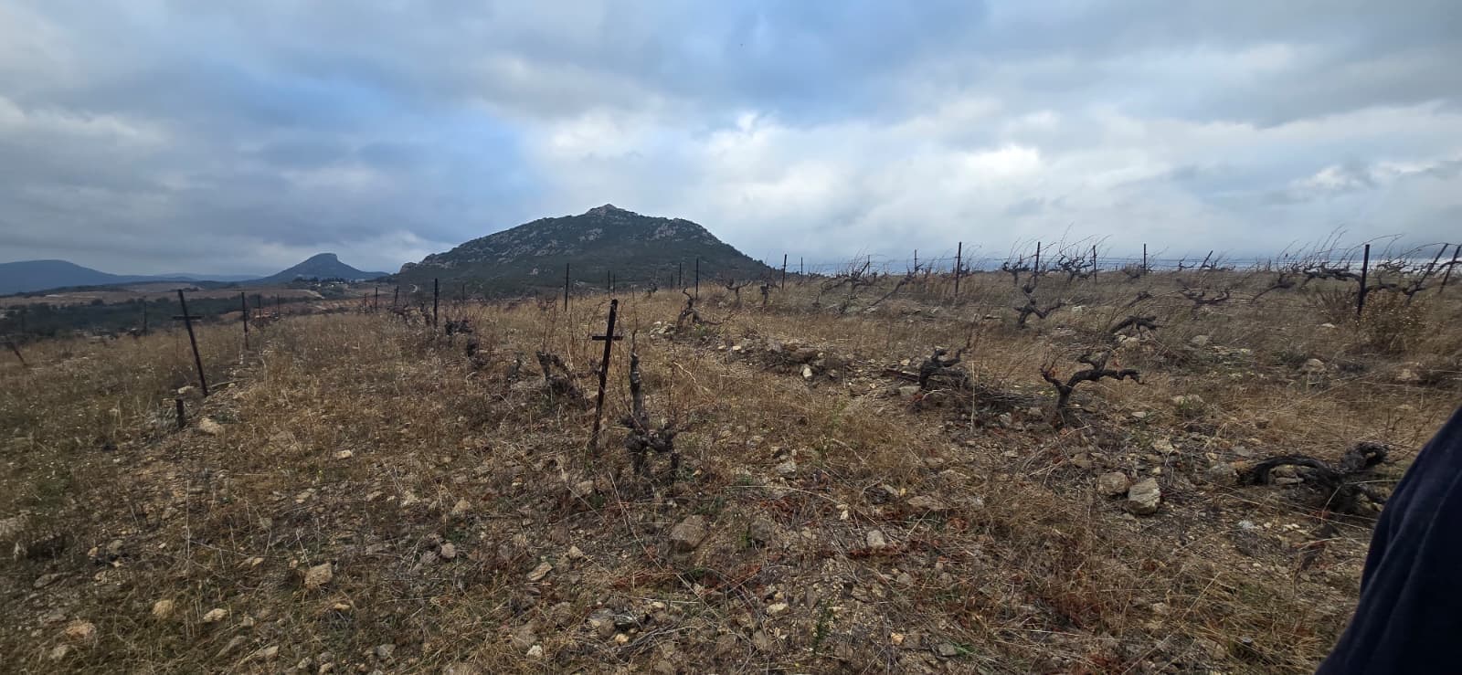 A Stroll Through the Vineyard photo 4