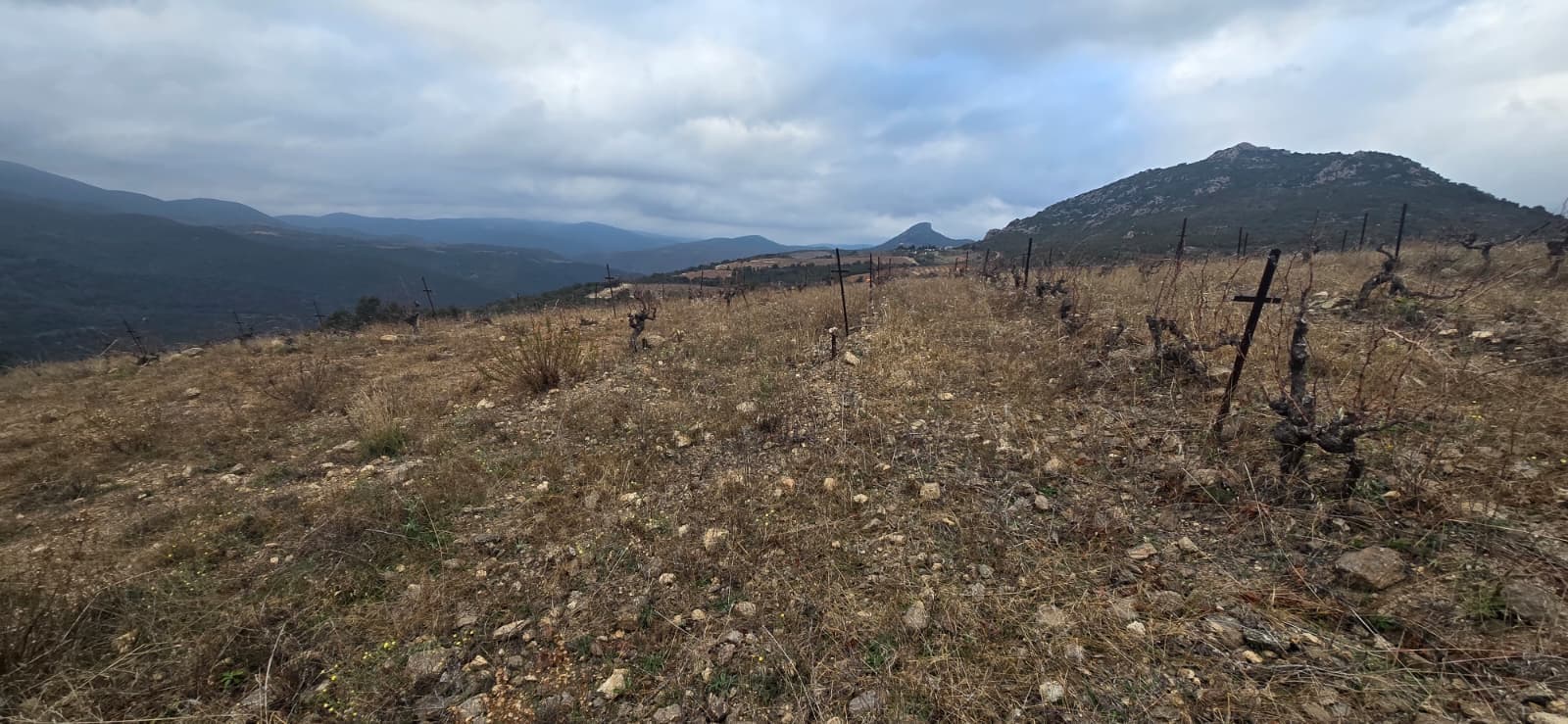 A Stroll Through the Vineyard photo 5