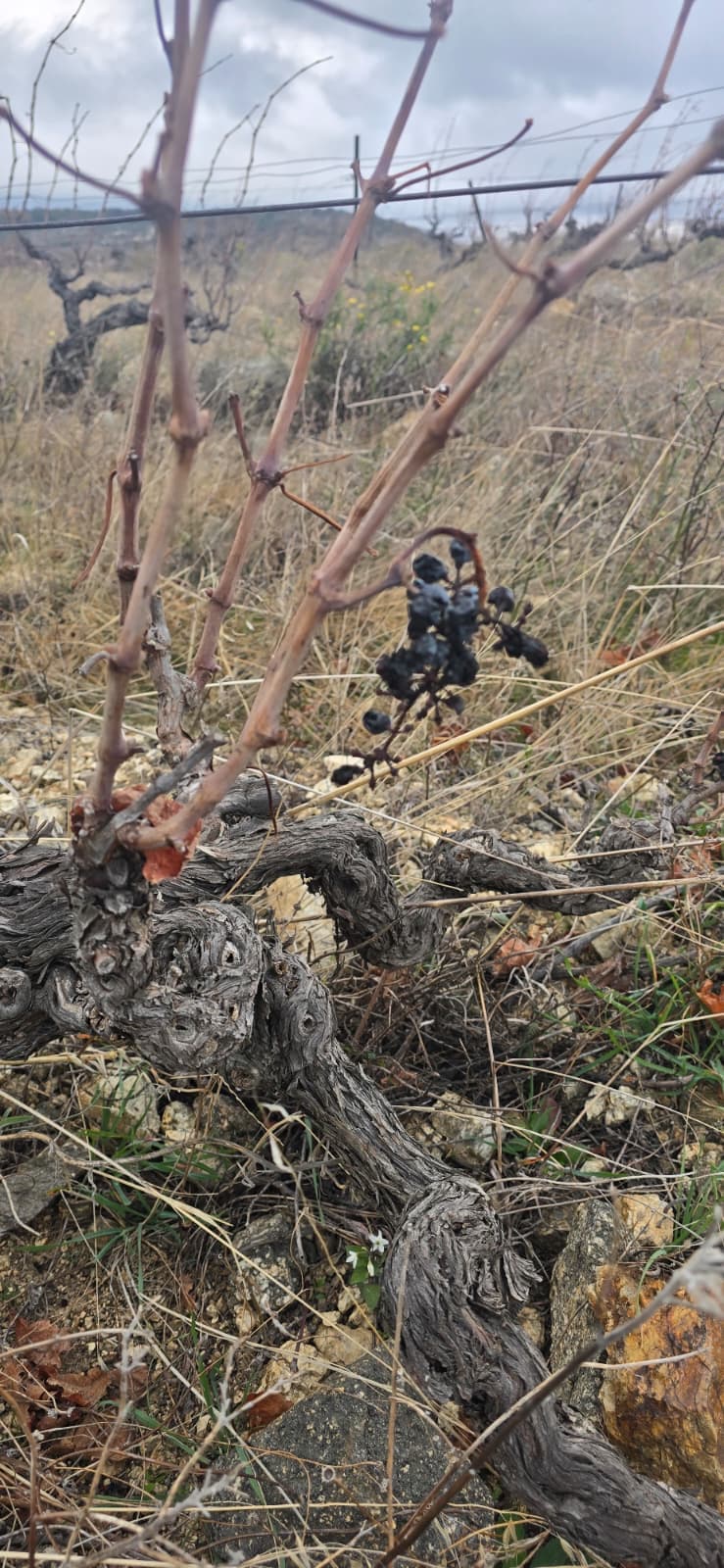 A Stroll Through the Vineyard photo 8